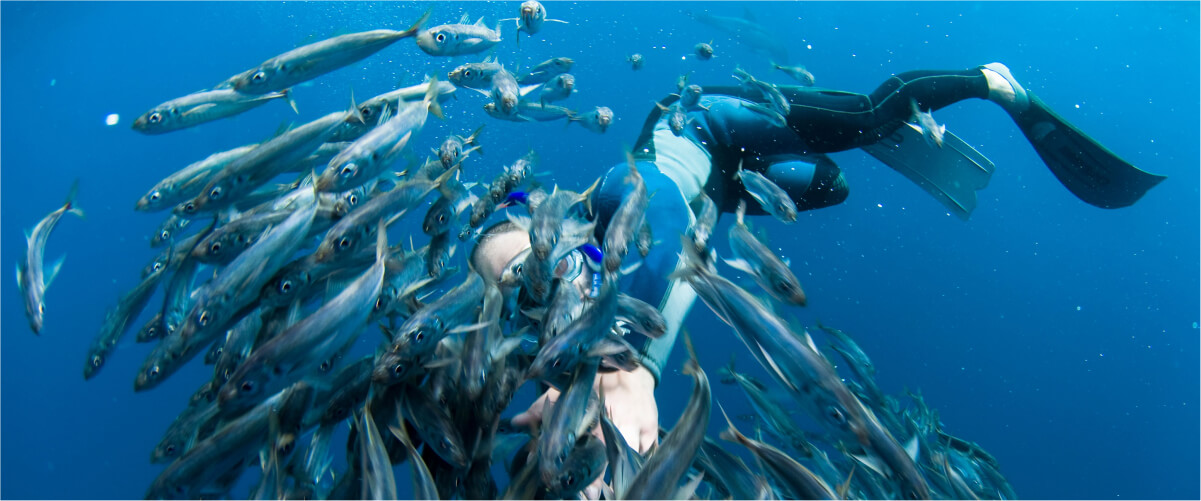 diver-swimming-in-school-of-fish-2021-11-17-00-15-38-utc Home