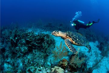 male-scuba-diver-with-dive-light-swims-with-hawksb-2021-08-28-07-34-46-utc-q3qa0ikclzs9lxzvp3mbtutp9drrpw8fiih4j1yz4w Home