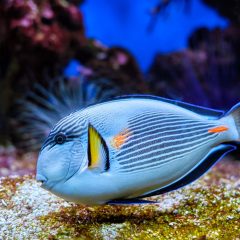 sohal-surgeonfish-underwater-2021-09-04-05-00-04-utc-q3q9zwy0s6fmt7vy3xngfqo2tbtextd5tkk5jk4bxc Home