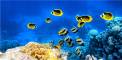 underwater-world-2021-08-29-00-57-39-utc-1 Home